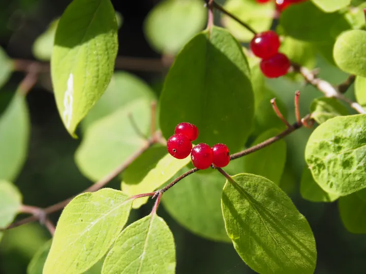 Wilde lijster (Sorbus aucuparia)